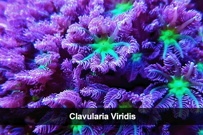 clavularia viridis