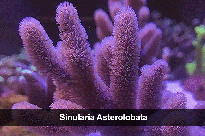 sinularia sp