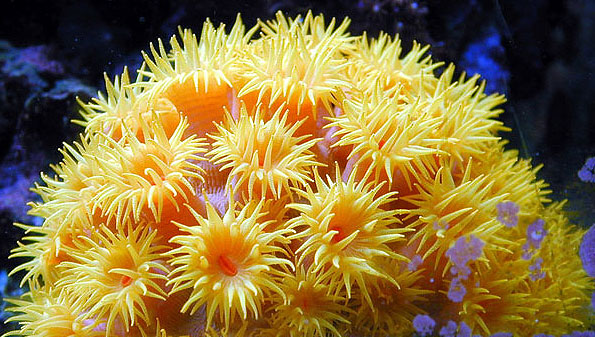 generos más comúnes