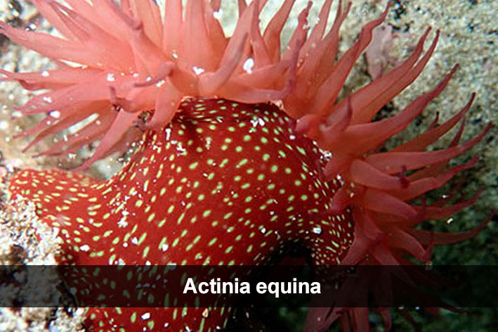 Actinia equina