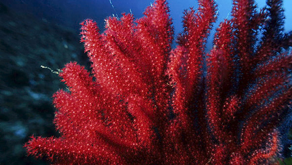 Gorgonia
