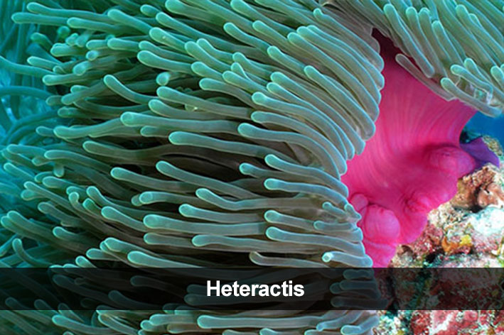 Heteractis