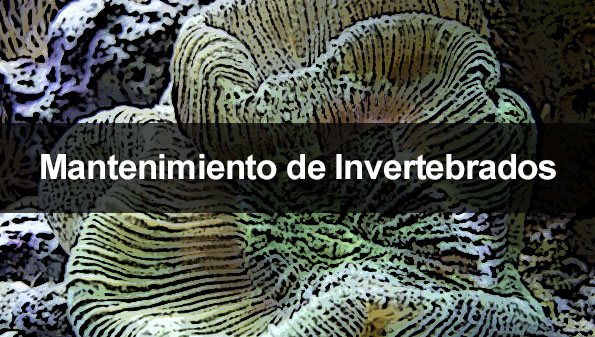 mantenimiento de invertebrados