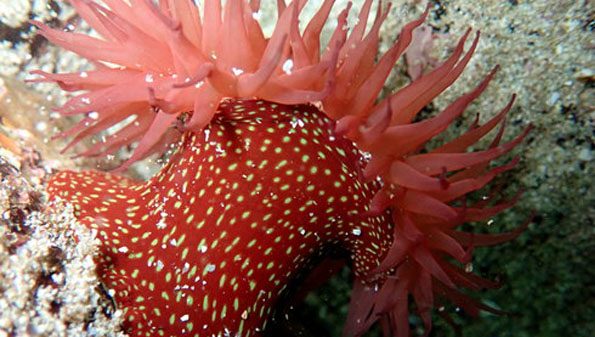 Actinia equina, tomate de mar