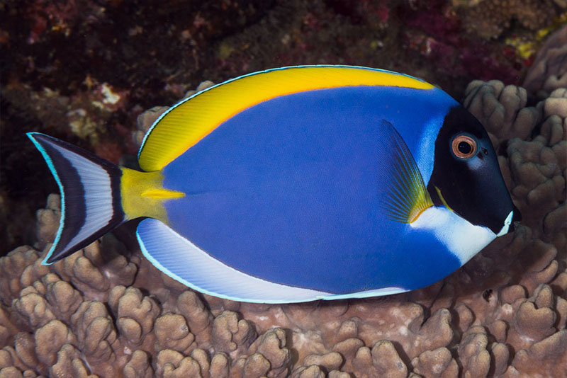 Acanthurus leucosternon