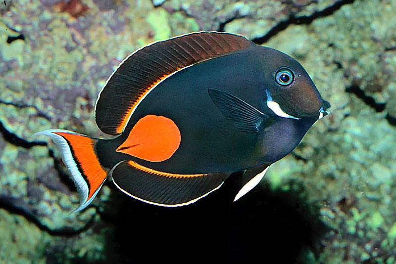 Acanthurus achilles