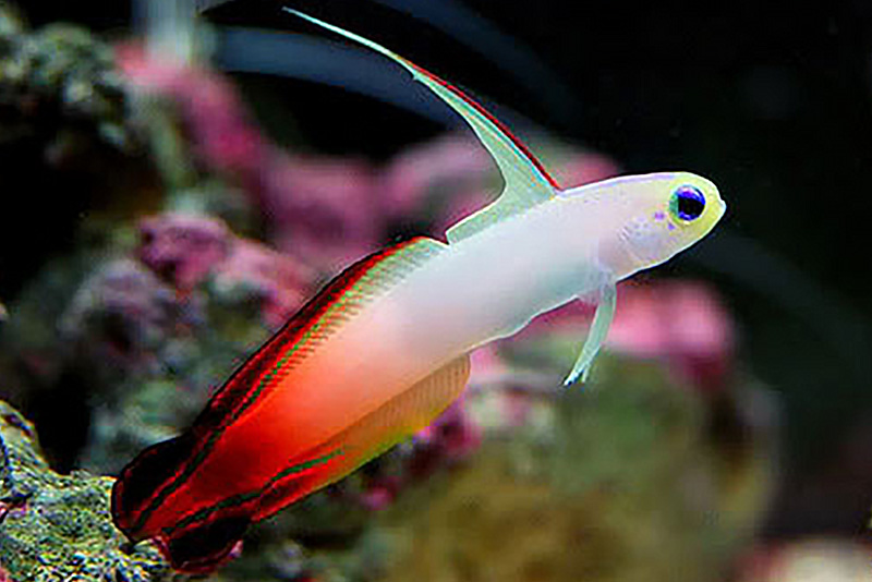 Nemateleotris magnifica